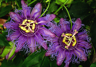 Картинка цветы пассифлора фиолетовый экзотика