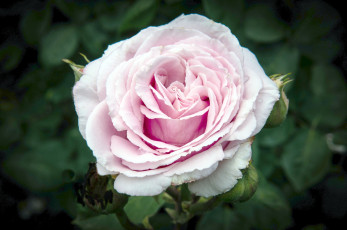 Картинка цветы розы бутоны пышный бледно-розовый