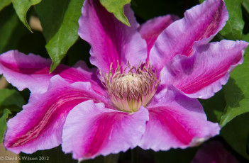 Картинка цветы клематис ломонос лепестки розовый