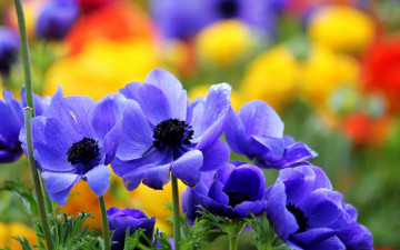 обоя цветы, анемоны, адонисы, синий