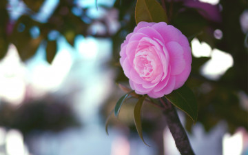 Картинка цветы камелии розовый