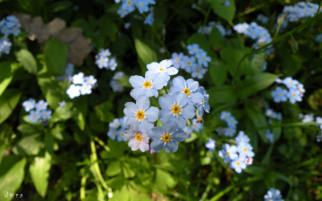 Картинка цветы незабудки голубой