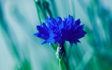 Картинка цветы васильки синий