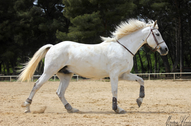 Обои картинки фото животные, лошади, бег, белый, красавец
