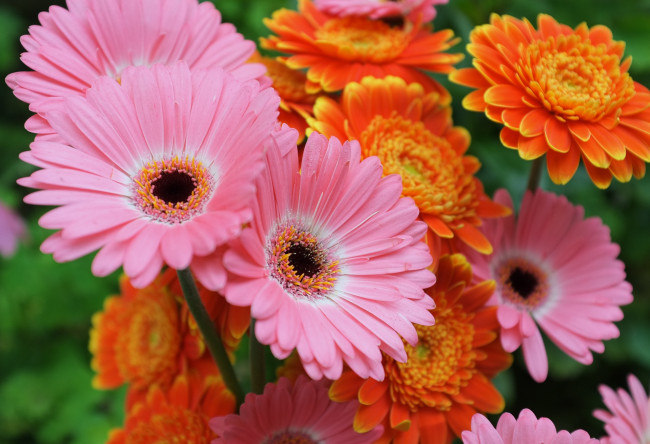 Обои картинки фото цветы, герберы, букет, оранжевый, розовый