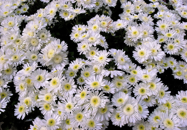 Обои картинки фото цветы, хризантемы, много, белый