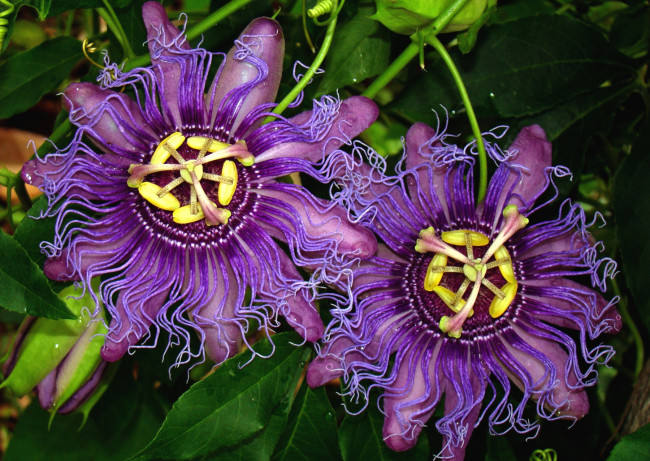 Обои картинки фото цветы, пассифлора, фиолетовый, экзотика