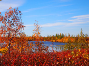 Картинка природа реки озера озеро осень россия север трава кусты