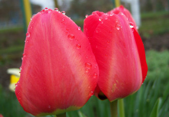 Картинка цветы тюльпаны росса