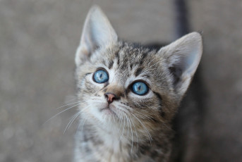 Картинка животные коты голубые глаза мордочка котёнок