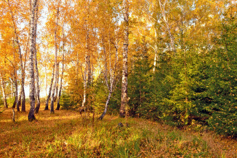 Картинка природа лес осень омск березы ели