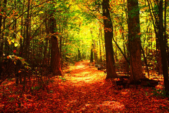 Картинка природа лес тропинка деревья осень