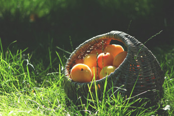 Картинка еда персики сливы абрикосы кошелка лето