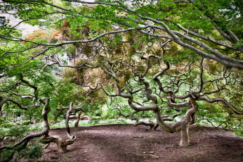 Картинка природа деревья кроны ветки