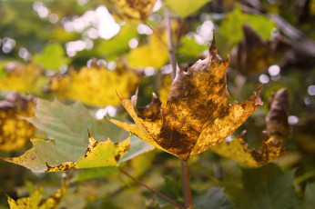 Картинка природа листья осень желтый лист