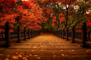 Картинка природа парк осень листья деревья