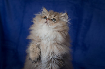 Картинка животные коты котёнок пушистый