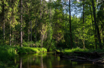 Картинка природа реки озера беларусь минск лес