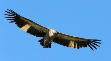 Картинка животные птицы хищники полет гриф небо крылья размах