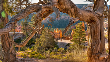 Картинка bryce canyon природа деревья каньон горы