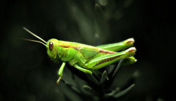 Картинка животные кузнечики саранча зеленый кузнечик