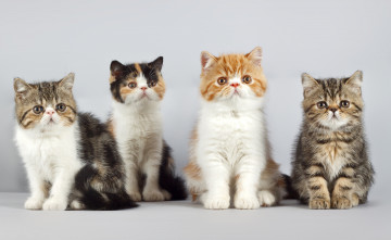 Картинка животные коты квартет