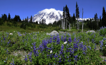 Картинка природа луга горы вершина снега облака луг трава цветы