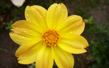Картинка цветы георгины жёлтый георгин