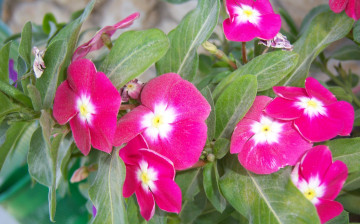 Картинка цветы катарантусы розовые