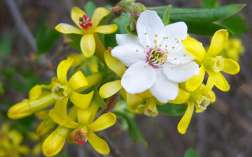 Картинка цветы цветущие деревья кустарники белый жёлтые