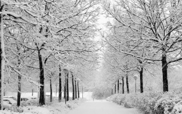 Картинка природа зима светильники снег алея деревья