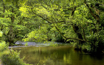 Картинка природа реки озера зелень ветки река лес