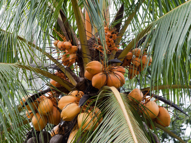 Обои картинки фото природа, плоды, пальма, кокос