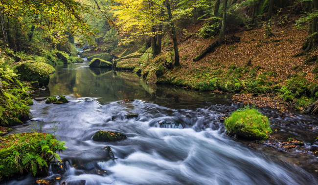Обои картинки фото природа, реки, озера, мох, камни, река, лес, осень