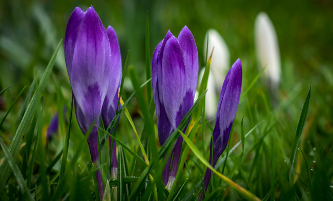 Обои картинки фото цветы, крокусы, трава, весна, фиолетовые