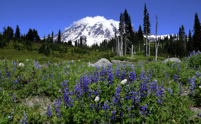 Обои картинки фото природа, луга, горы, вершина, снега, облака, луг, трава, цветы