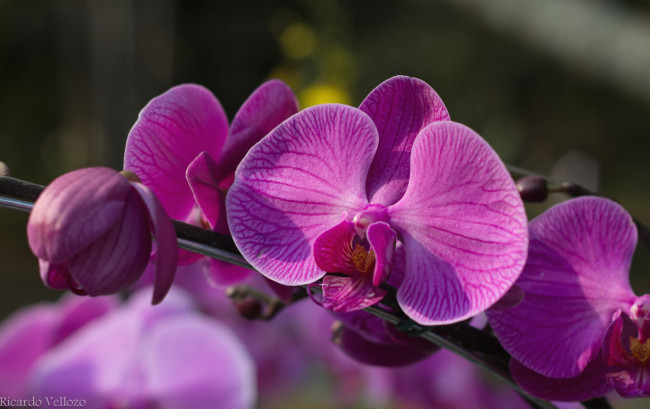 Обои картинки фото цветы, орхидеи, розовый