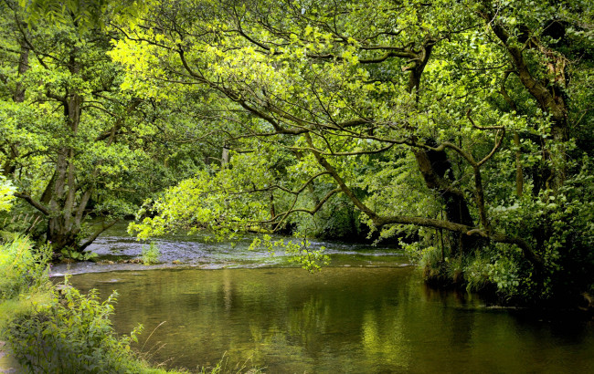 Обои картинки фото природа, реки, озера, зелень, ветки, река, лес