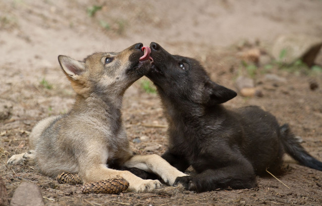 Обои картинки фото животные, волки, волчата