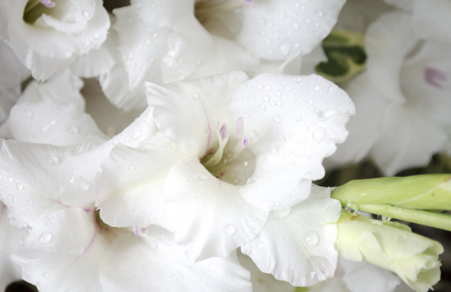 Обои картинки фото цветы, гладиолусы, белый