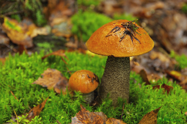 Обои картинки фото природа, грибы, мох, парочка, подосиновик