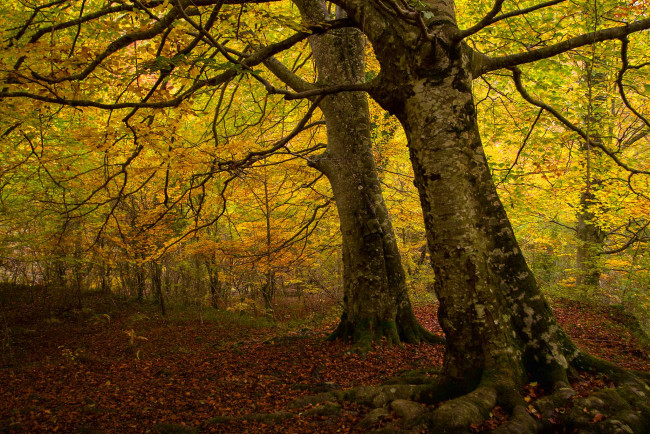 Обои картинки фото природа, лес, осень, листва, желтые, кроны