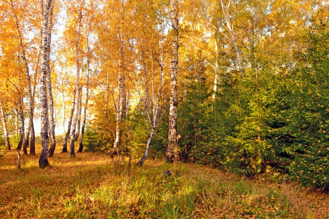 Обои картинки фото природа, лес, осень, омск, березы, ели
