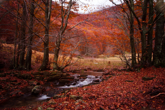 Обои картинки фото природа, лес, ручей, горы, осень