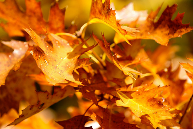Обои картинки фото природа, листья, желтые, осень