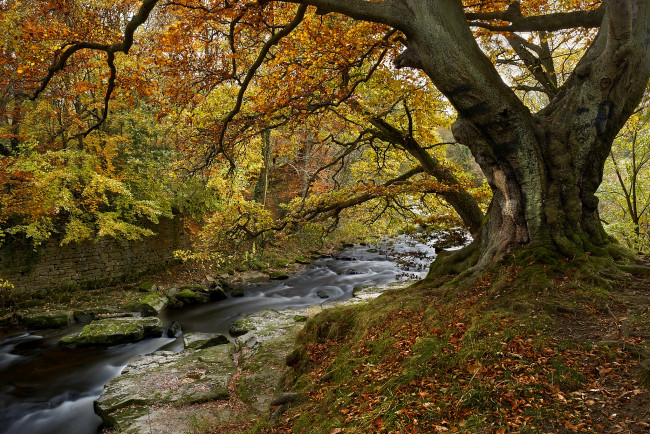 Обои картинки фото природа, реки, озера, осень, лес, река, стена