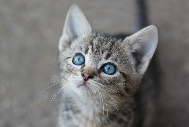 Обои картинки фото животные, коты, голубые, глаза, мордочка, котёнок