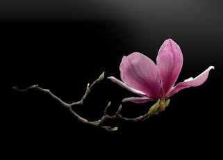 Картинка цветы магнолии цветок фон веточка