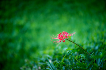Картинка цветы лилии +лилейники луг трава минимализм лилия