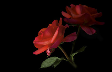 Картинка цветы розы фон черный